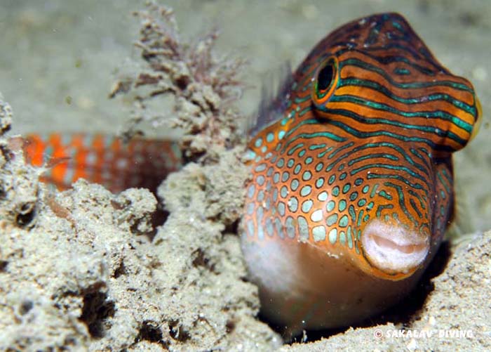 Night dive Madagascar